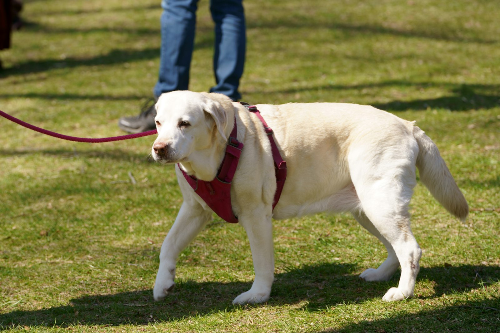 Dog Training in Alameda: How to Choose a Program That Fits Your Dog and Your Daily Life